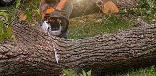 Best Storm Damage Tree Cleanup  in Clover Creek, WA