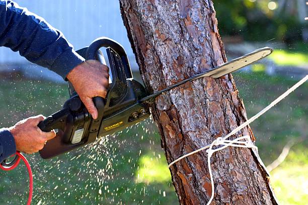 Best Tree Disease Treatment  in Clover Creek, WA