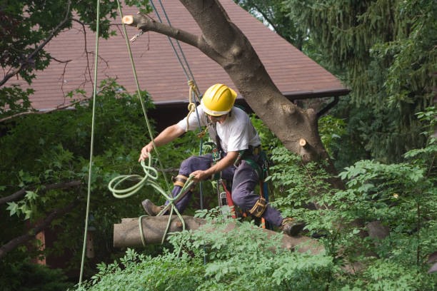 Best Hedge Trimming  in Clover Creek, WA
