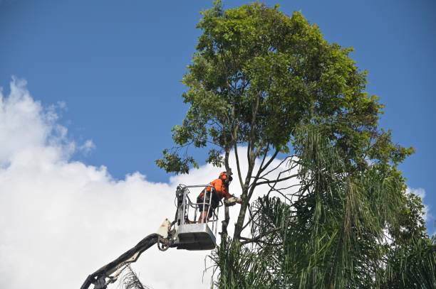 Best Lawn Renovation and Restoration  in Clover Creek, WA